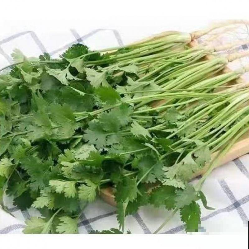 撒了把香菜种子,好不容易长了苗,全都烂了,究竟为啥? 撒了把香菜种子,好不容易长了苗,全都烂了,究竟为啥?