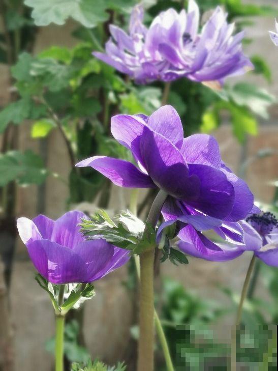 5种花，进了春天快施肥，不然影响开花