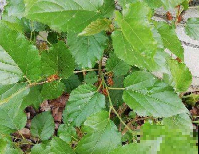 桑树养殖要想修剪，这4点要知道，学会轻松就能修剪