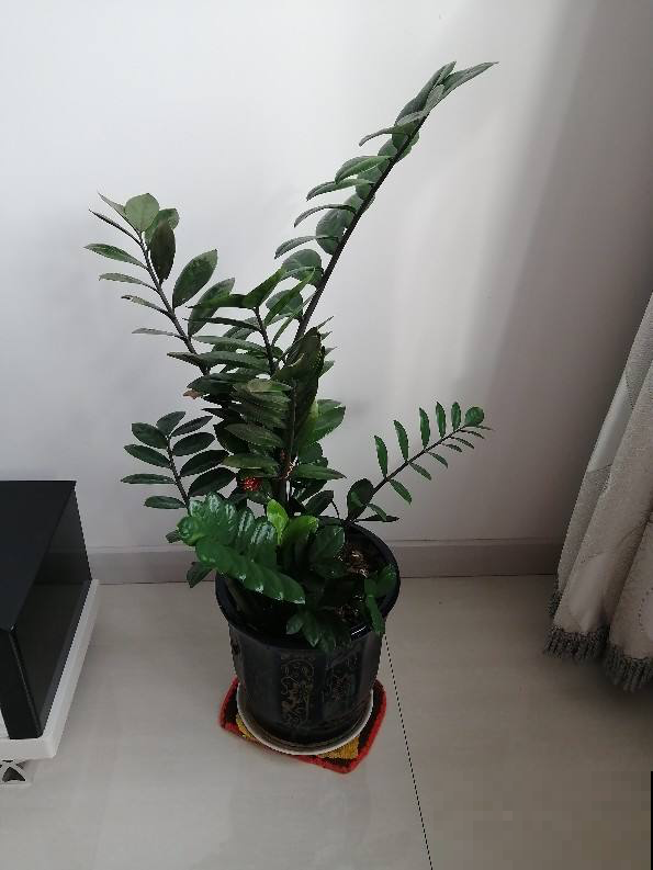 家里变温馨，4种花就够了，好寓意多多