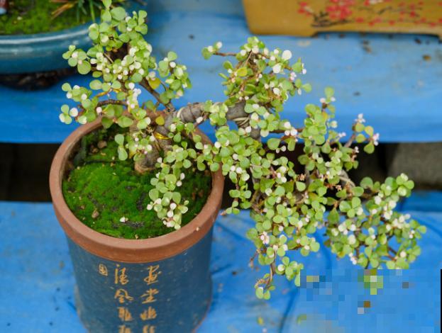 养了很多年的金枝玉叶，要想造型好看，这4个造型要知道