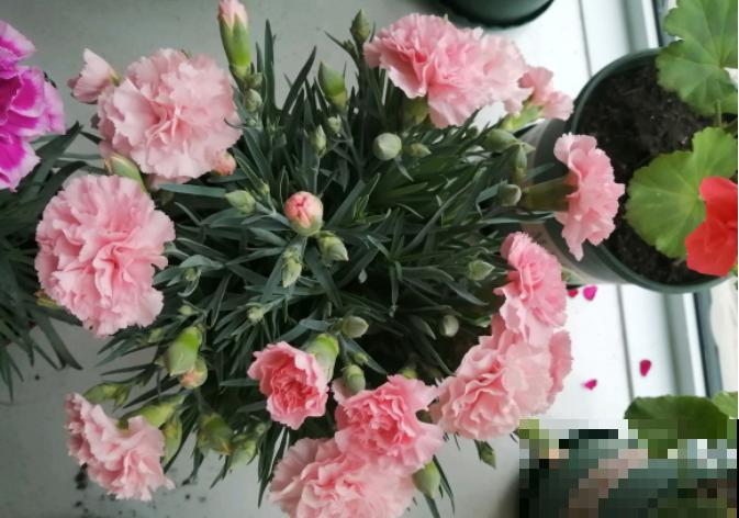 1种花满盆花苞,春天养正好,爆盆很容易 1种花满盆花苞,春天养正好,爆盆很容易