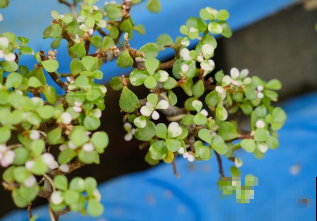 养了很多年的金枝玉叶，要想造型好看，这4个造型要知道