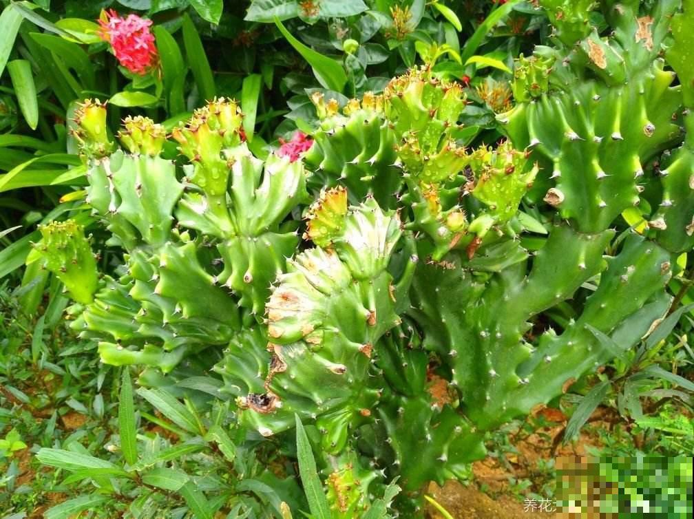 去年楼下捡了一棵“怪植物”，精心养了一年，昨天有人出价5万