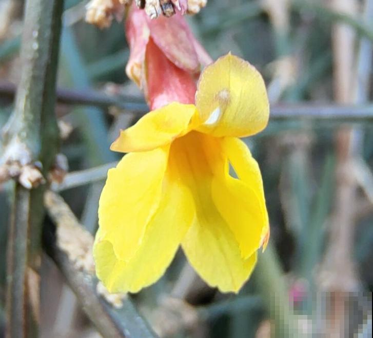 初春就养4种“转运花”,开花后美得不像话,养人又旺家 初春就养4种“转运花”,开花后美得不像话,养人又旺家