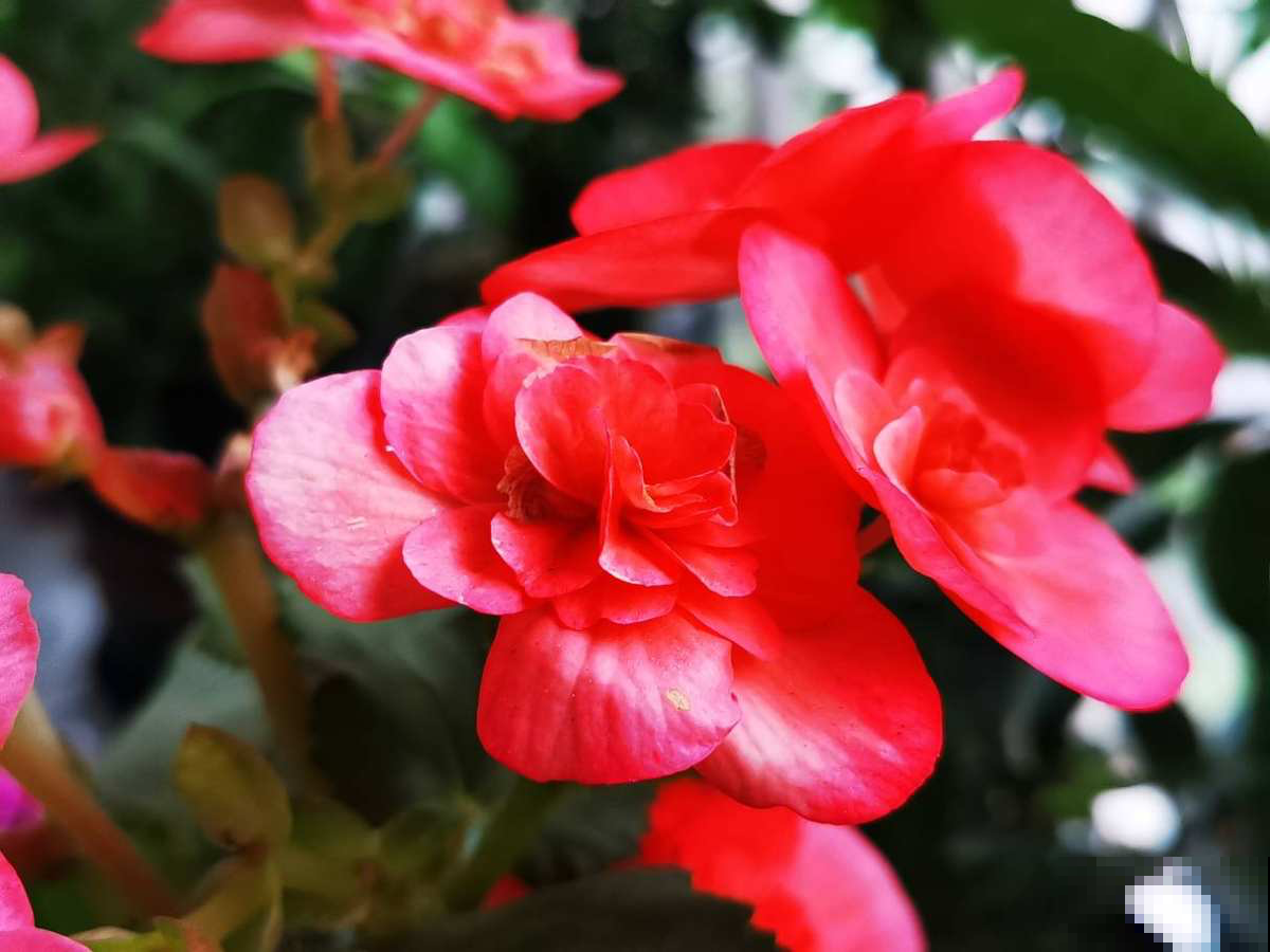 你的爱情是什么样子，从养花中就能看出来