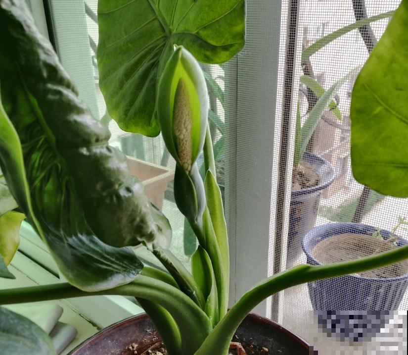 一种吉利花叫“千手观音”,养在家里有好兆头,有气质的人都爱养 一种吉利花叫“千手观音”,养在家里有好兆头,有气质的人都爱养