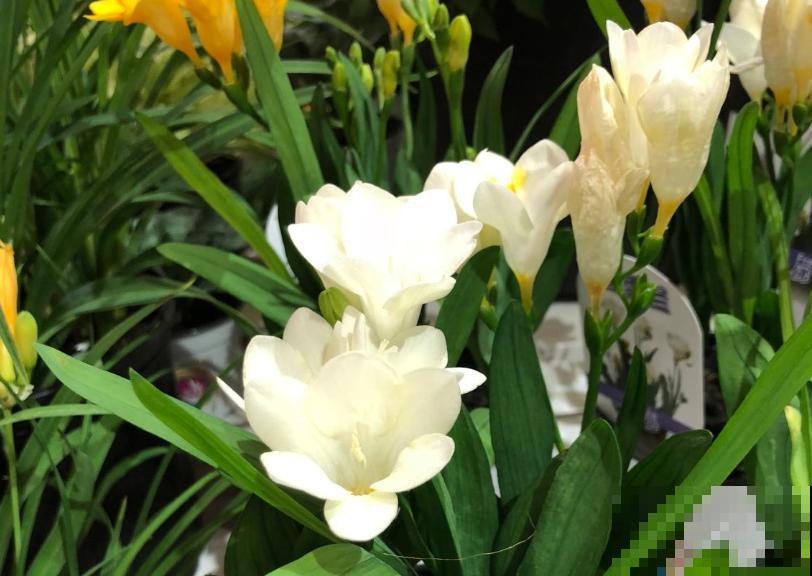 香雪兰长出嫩苗苗，掌握4要点很重要，赶紧学起来