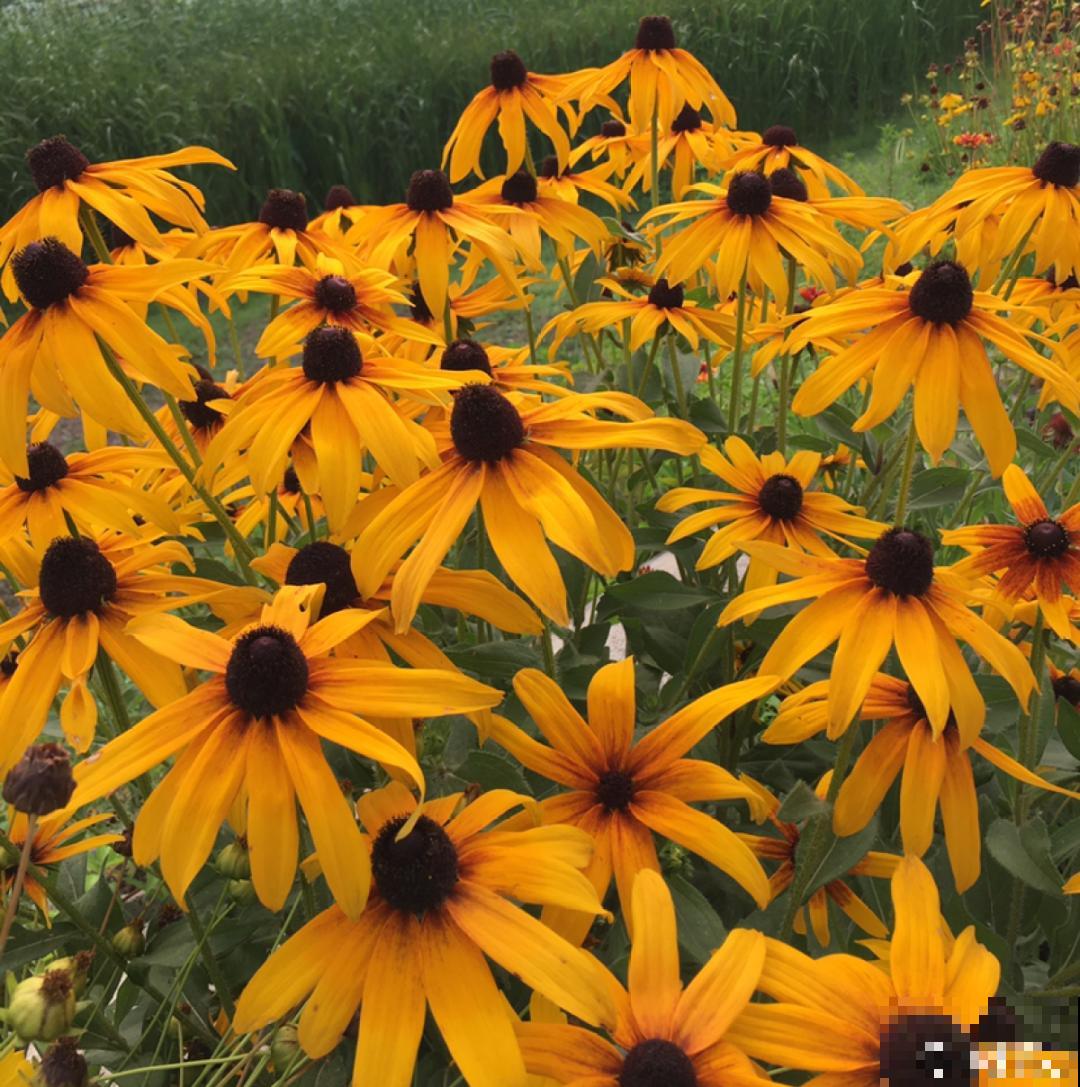 50种花春天播种,长满小院子,能开一整年 50种花春天播种,长满小院子,能开一整年