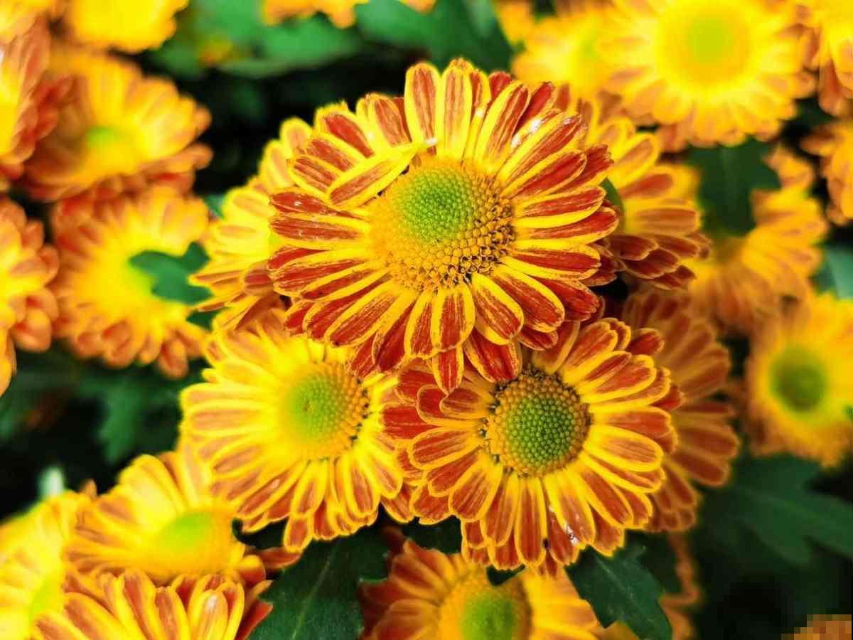 购花套路多，学会几招紧急避坑，擦亮眼睛别上当