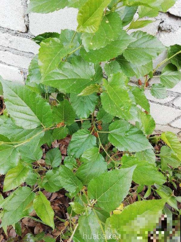 自古不能种在家里的树，到底是迷信还是科学？