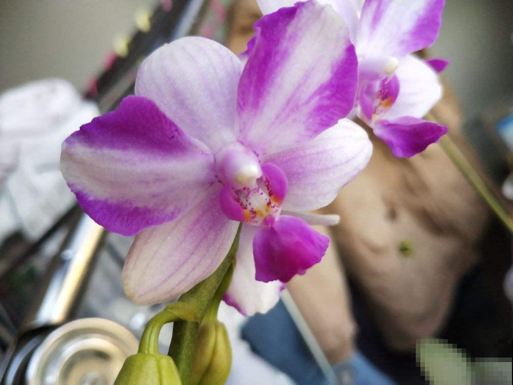 一盆蝴蝶兰，“超长待机”3个月，植物界的艺术品