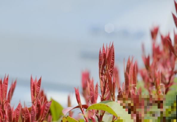 这5种紫红色植物，公园里常见，观赏性极强