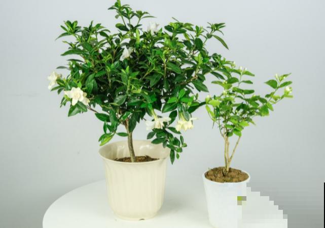 夏天养花,就养喜水喜阳的植物,省心开花多 夏天养花,就养喜水喜阳的植物,省心开花多