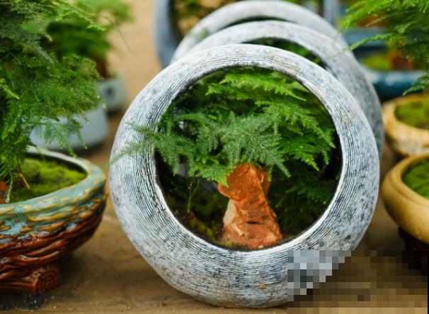 老是黄叶的文竹太难养，不要灰心，注意这4点层层冒绿叶