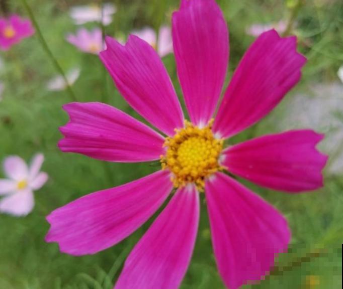 格桑花和秋英花分不清楚，记住这3点，轻松区别