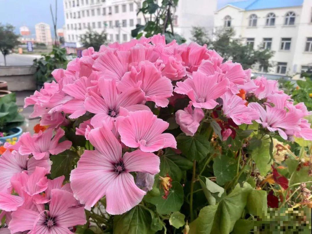 三月花葵“银杯”花,一开耀眼夺目,美上天了! 三月花葵“银杯”花,一开耀眼夺目,美上天了!