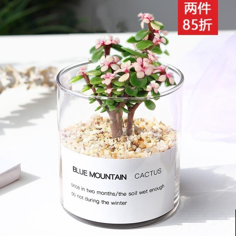 会开花的仙人球，注意这5点，促使正常开花