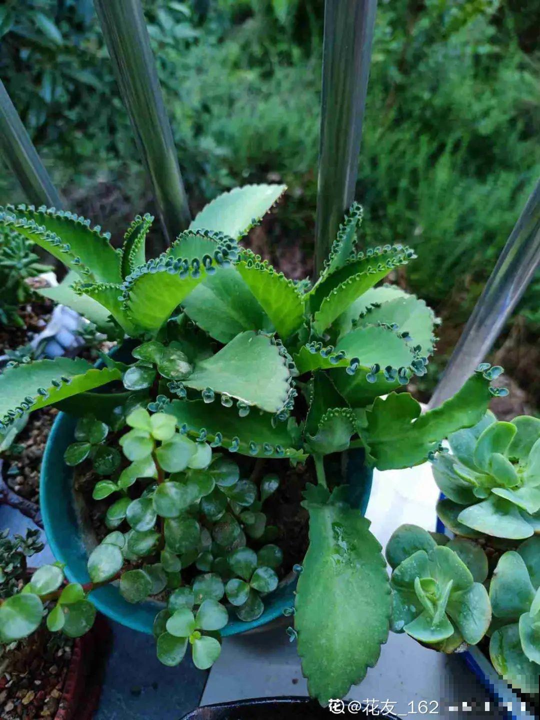 家里的花别乱放，放错地方，容易把花养死！