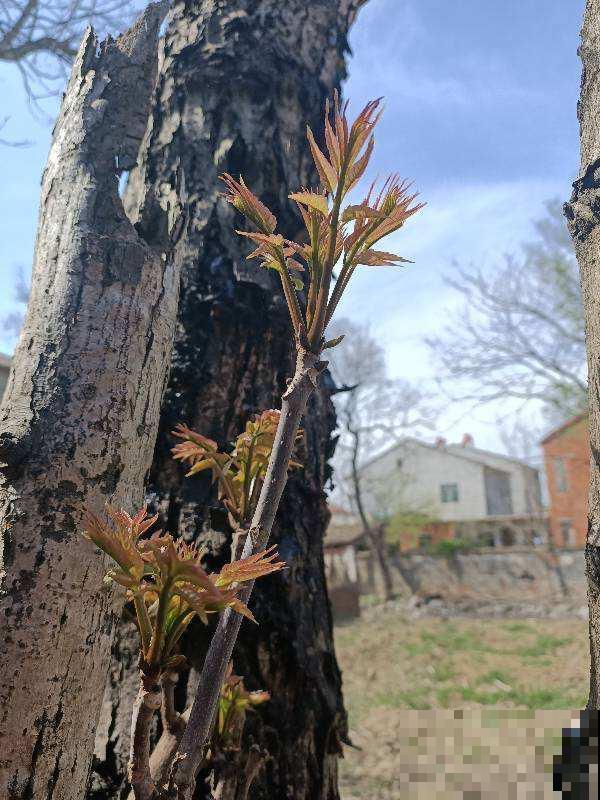 3种花掐掉嫩芽，调料一拌太香，一口鲜味等一年
