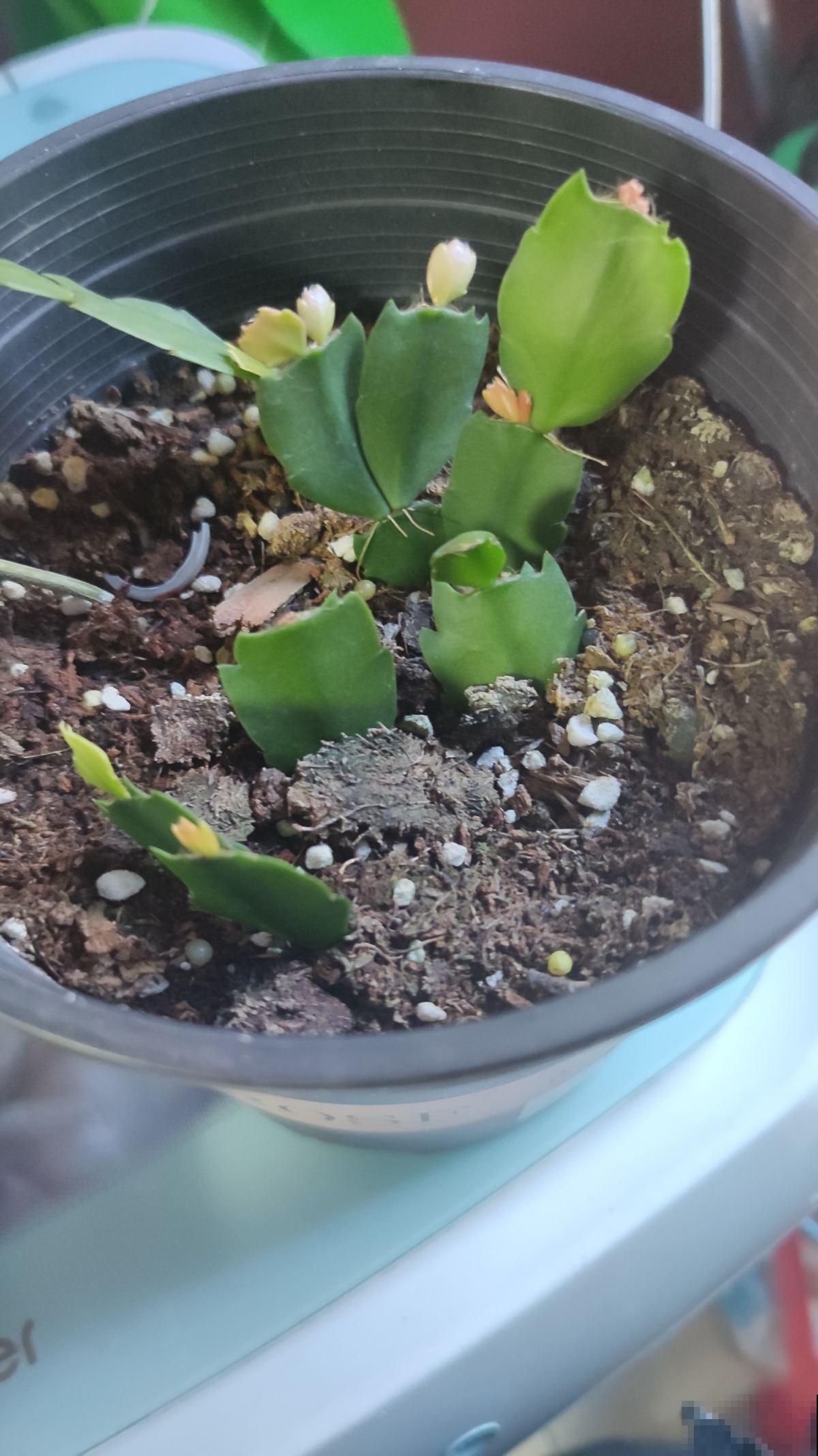 不会选花肥的，一瓶“花多多”就搞定，十来块钱啥花都能用