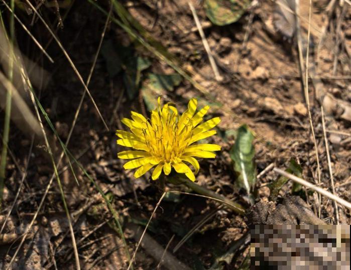 草地里的蒲公英，家里也能种植，掌握好养护方法，养护也能变简单