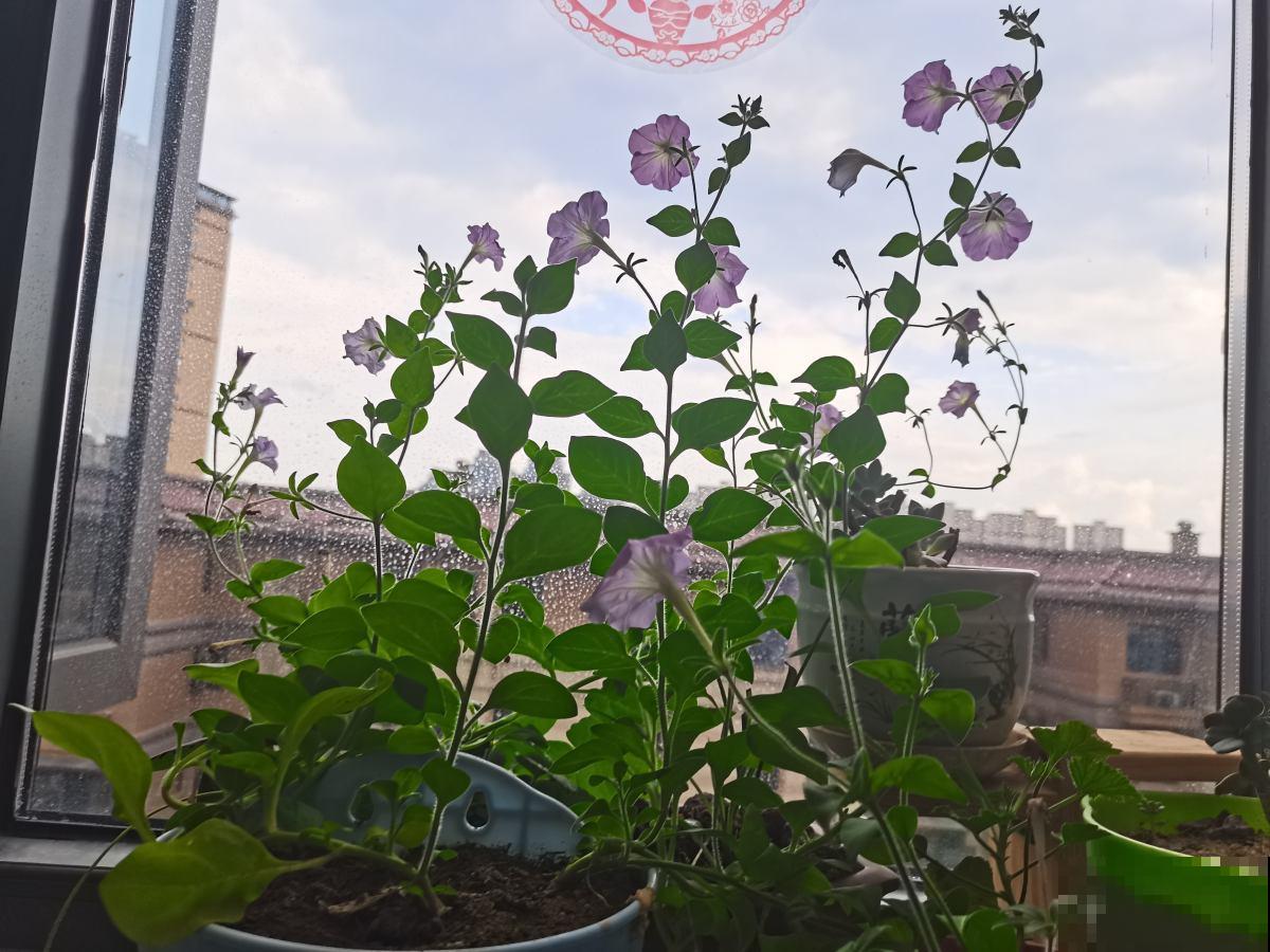 4种“小花”，可爱又好看，放在窗台正合适