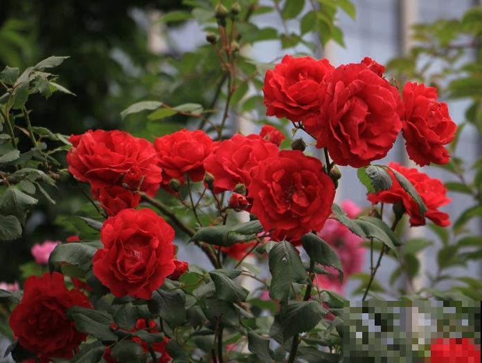 5种颜值超高的植物,南方养殖四季开花,好看又好养 5种颜值超高的植物,南方养殖四季开花,好看又好养