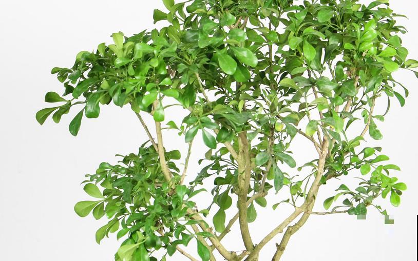 米兰扦插困难，学会这5步，在家成功扦插