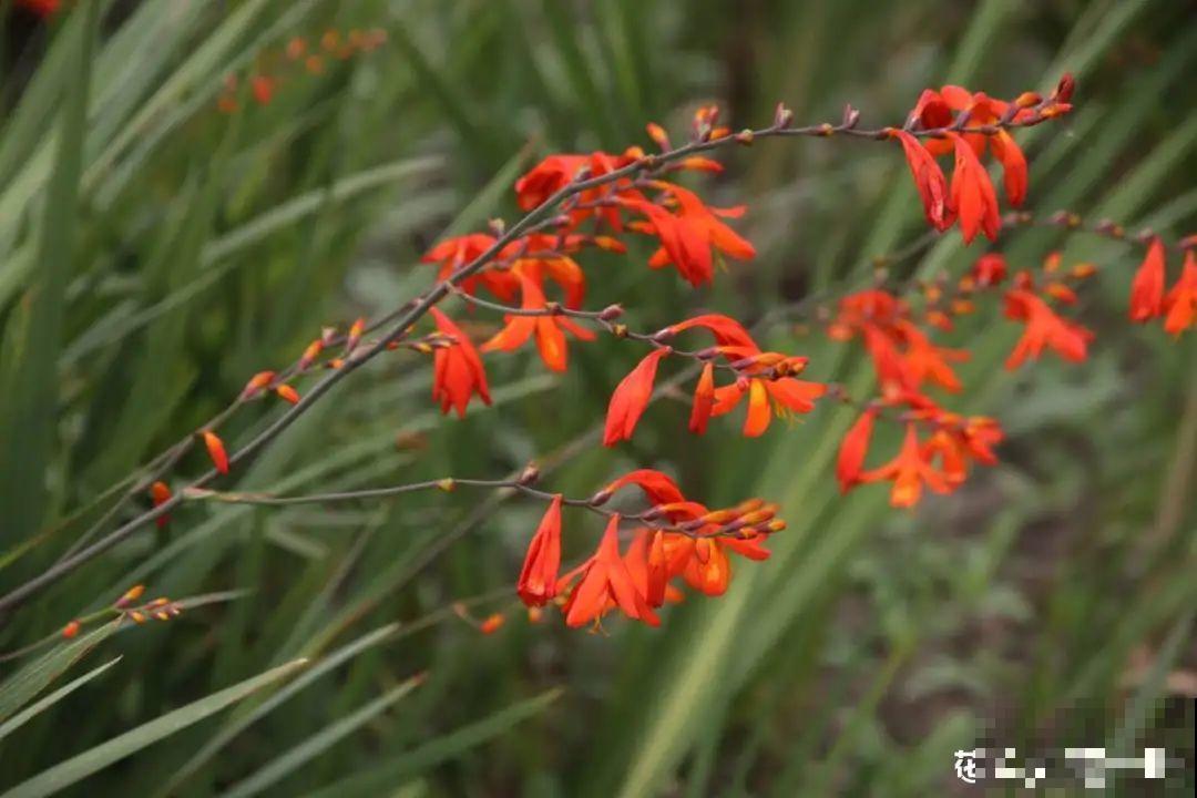 过年烟花没看够，快养这9种花，开花更美