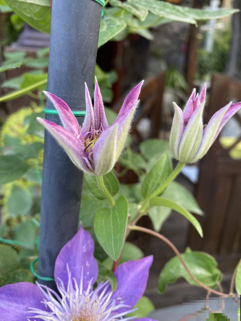 初春赶紧养“花园三剑客”,两个月后就爆花,院子变花园 初春赶紧养“花园三剑客”,两个月后就爆花,院子变花园