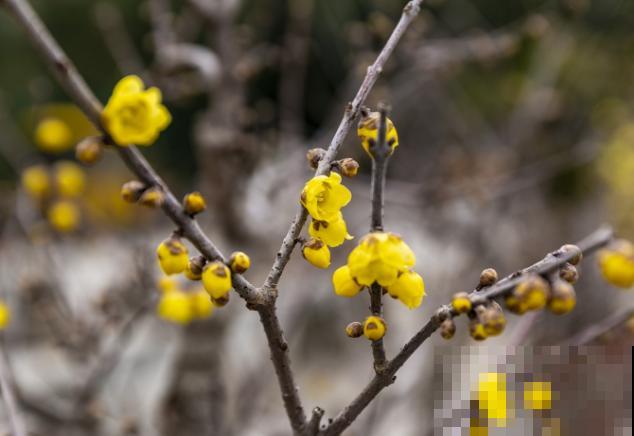 室内盆栽腊梅花，注意这4点，养殖很没问题