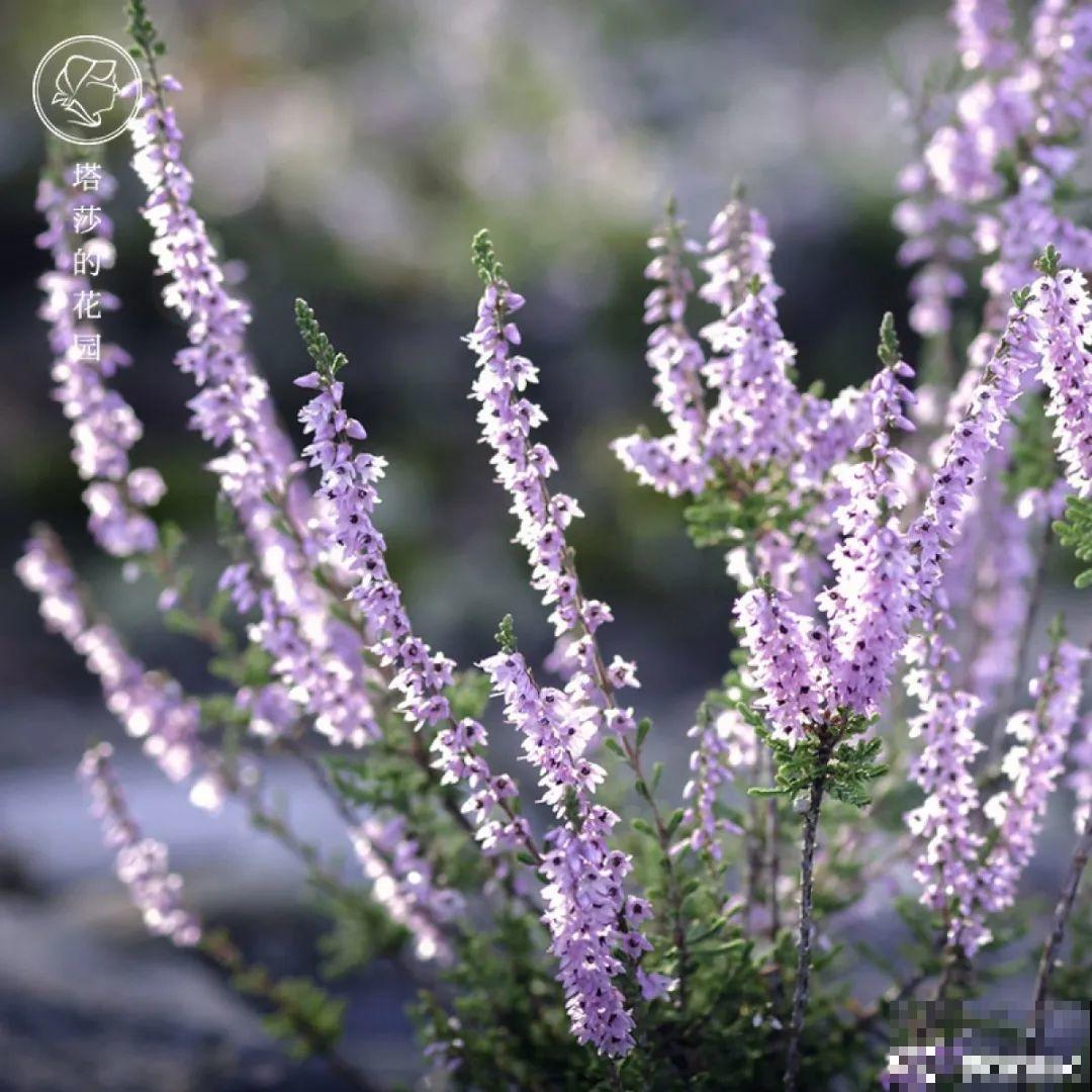 花68888元买棵桔子树，新年沾满“桔气”，来年“大吉大利”！