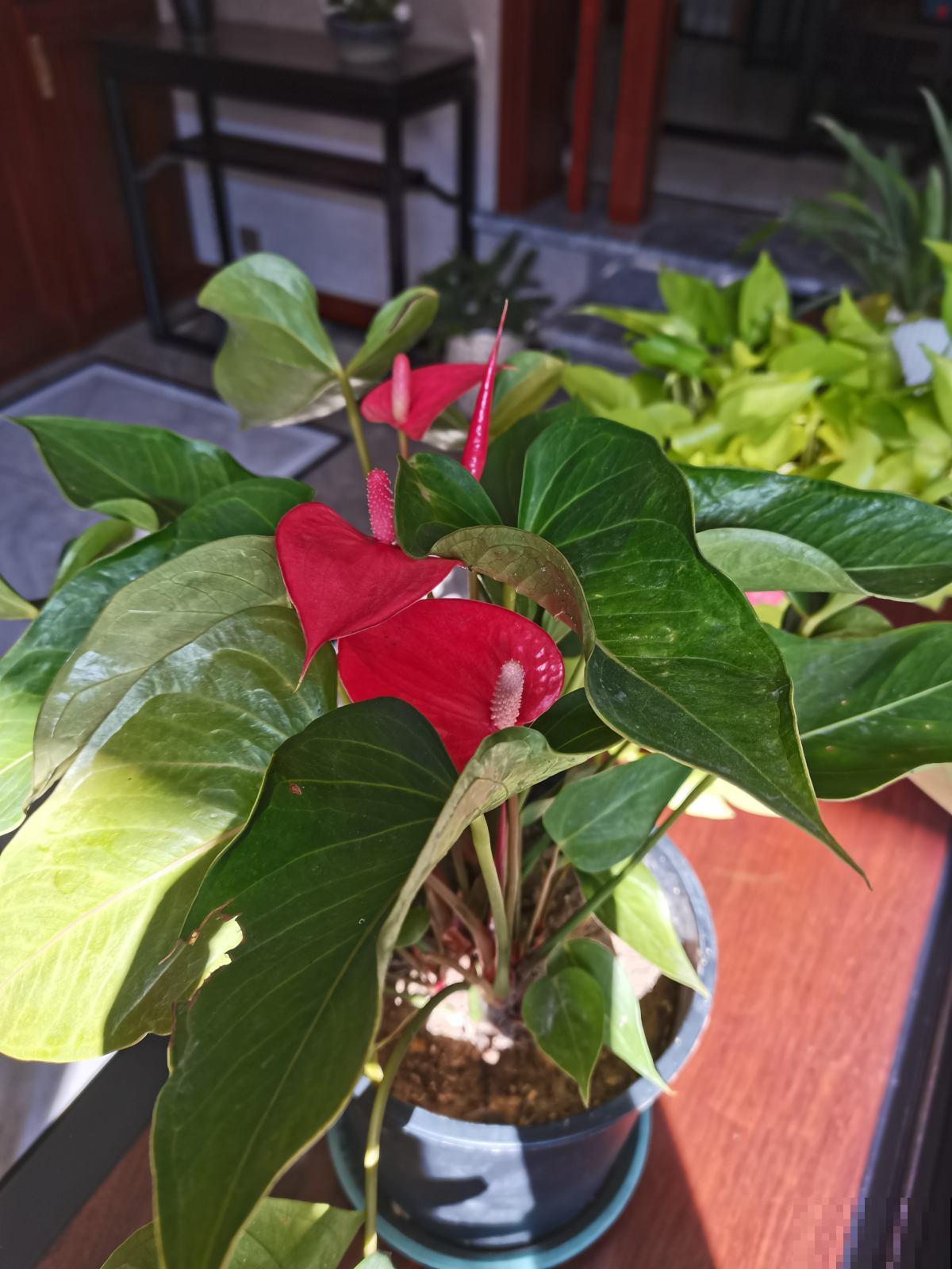 5种耐阴花,养在办公桌上,财运滚滚来 5种耐阴花,养在办公桌上,财运滚滚来