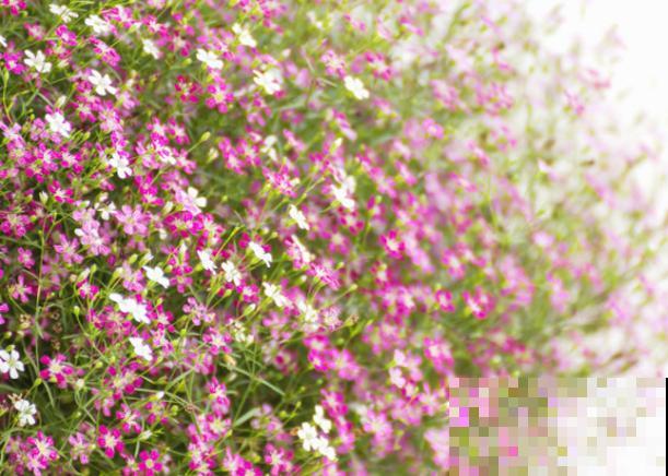 花店买束满天星,放在家里当干花,越放越好看 花店买束满天星,放在家里当干花,越放越好看