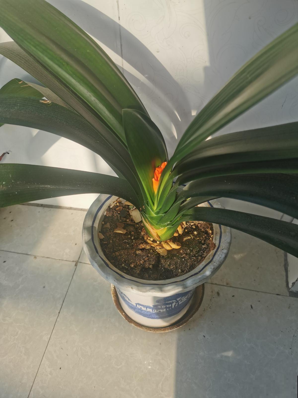 认清君子兰“2个信号”,花箭嗖嗖向外拔,开春就呼呼开花 认清君子兰“2个信号”,花箭嗖嗖向外拔,开春就呼呼开花