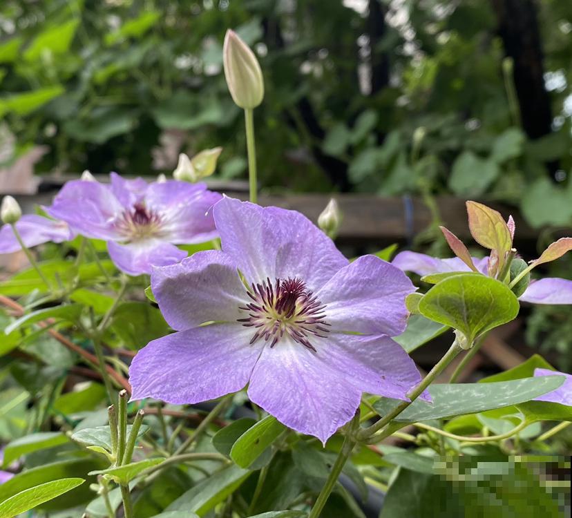 春天第一波开爆盆的花，就养这4种，皮实好养开花多