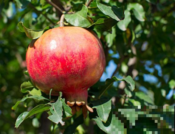 盆栽石榴树不开花，查看一下这4个原因，养护好就能开花