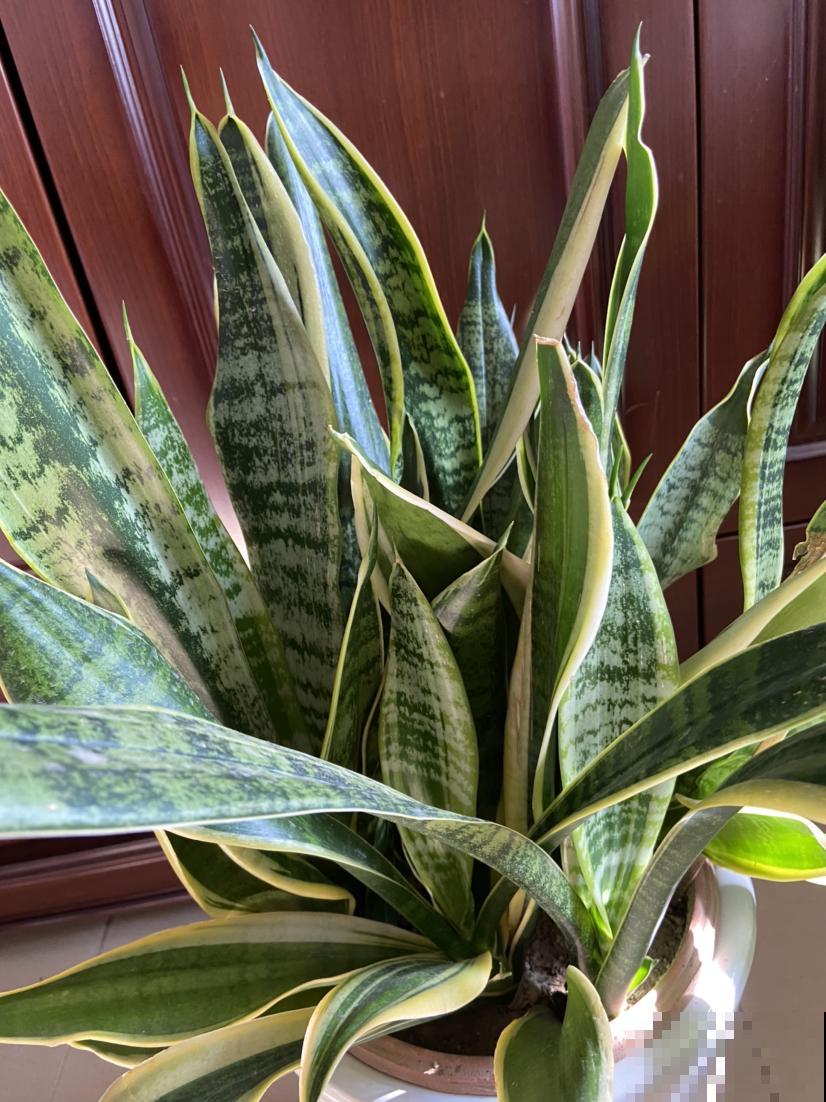 适合虎年养的10种“虎花”，虎运连连不说，还特好养