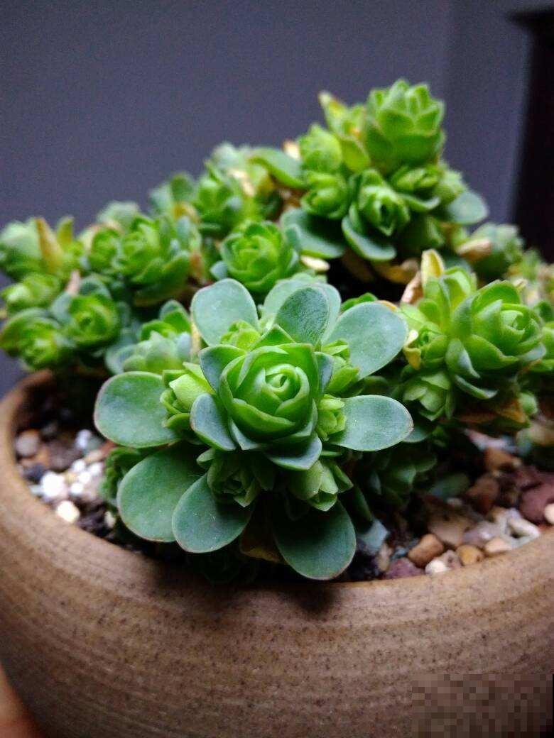 春天养多肉，上色是关键，养好就是“调色盘”