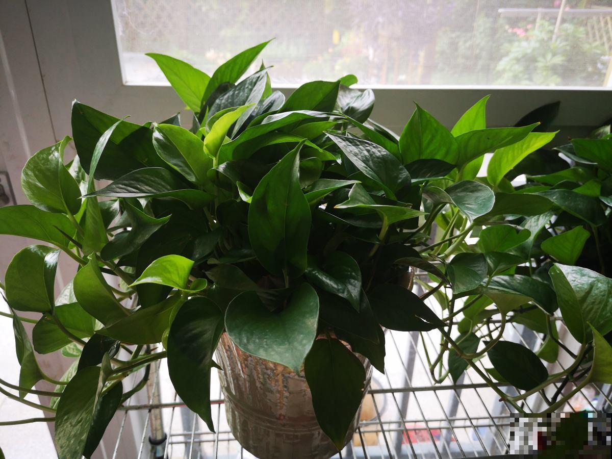 春天想养水培绿萝，只需3步，叶子油亮根系旺