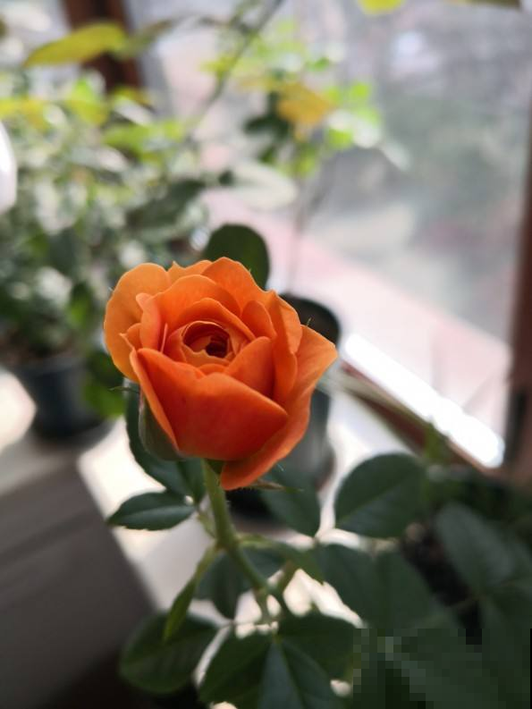 2种香水花,味道好闻不上头,客厅放一盆直接把家里氛围感拉满 2种香水花,味道好闻不上头,客厅放一盆直接把家里氛围感拉满