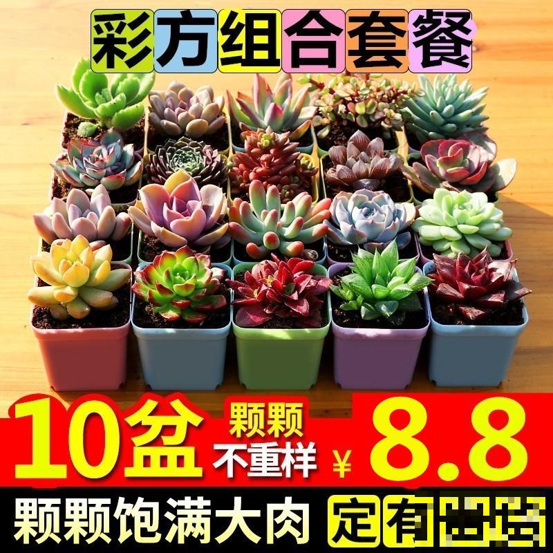 多肉穿了个“大裙子”，赶紧晒，少浇水，不然徒成“绿大妈”