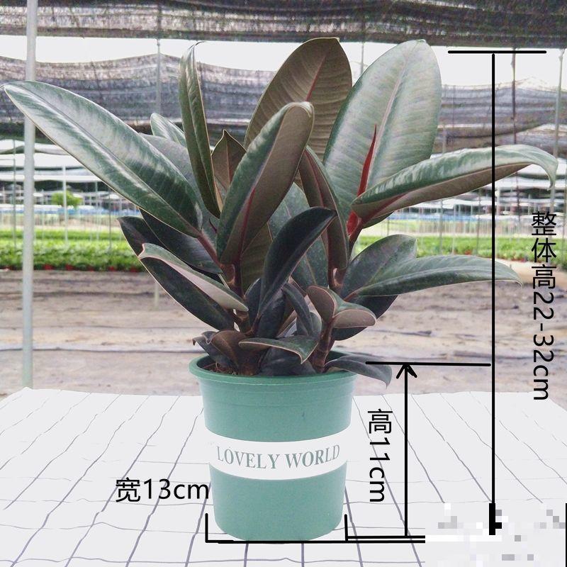 橡皮树扦插，学会这4步，成功率更高