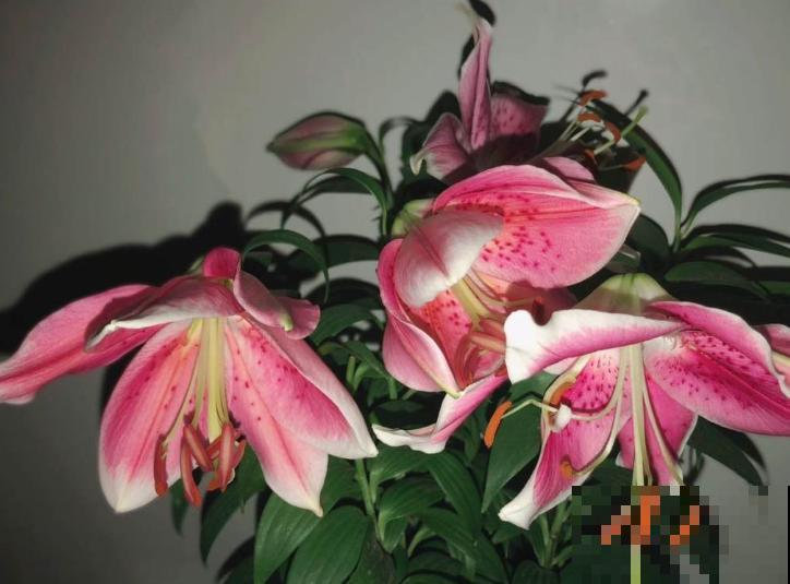 盆栽百合花开完后，要想两年继续开，这4点要知道