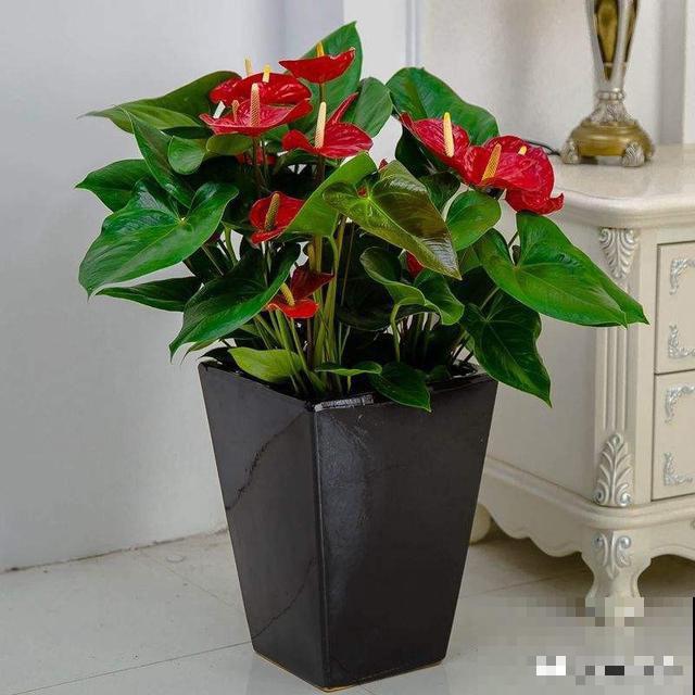 新手小白养红掌,4件事不要着急做,否则到头来竹篮打水一场空 新手小白养红掌,4件事不要着急做,否则到头来竹篮打水一场空