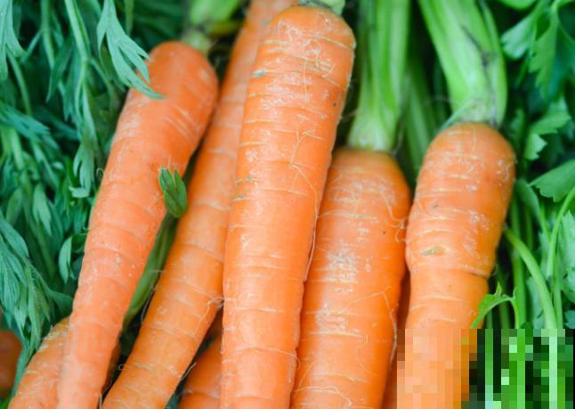 种植胡萝卜，注意好时间和这3点方法，甜甜的胡萝卜轻松种出