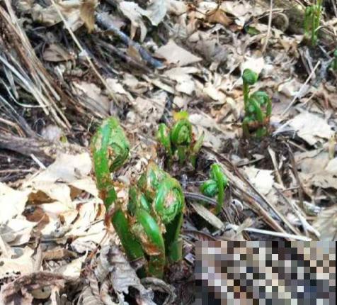 春天必吃的6种野菜,鲜味飘满屋,错过要再等一年 春天必吃的6种野菜,鲜味飘满屋,错过要再等一年