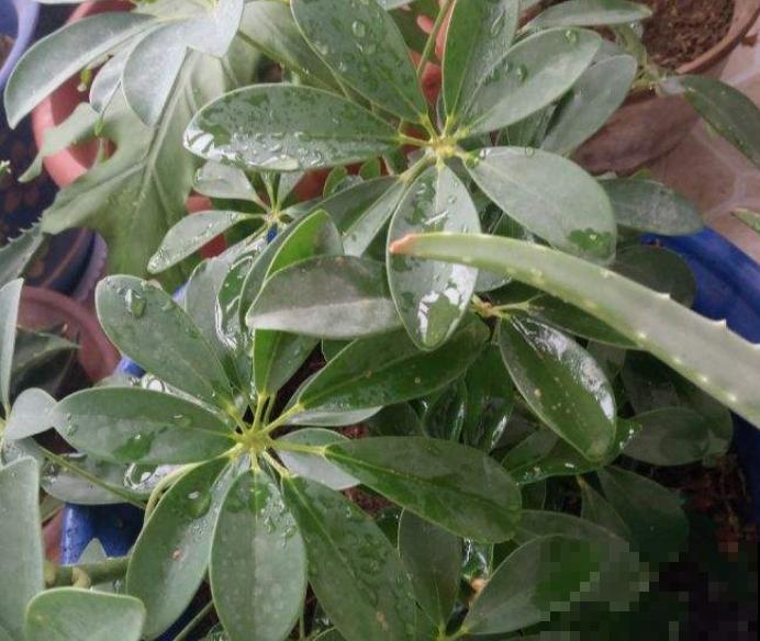 植物中的“空气净化器”,剪个枝条插水里,1周长出毛细根 植物中的“空气净化器”,剪个枝条插水里,1周长出毛细根