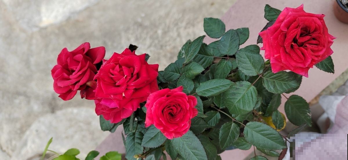 月季新芽呼呼冒,土边埋层鱼肥肠,花一茬接一茬,开不停 月季新芽呼呼冒,土边埋层鱼肥肠,花一茬接一茬,开不停